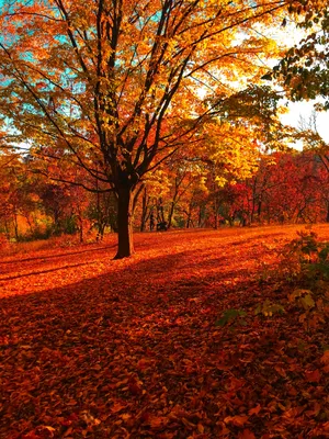 Пин от пользователя Meredith Jesuina на доске Autumn | Пейзажи, Живописные  пейзажи, Осенние картинки