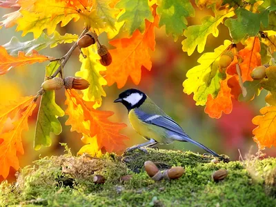 ОСЕННИЕ СЪЁМКИ🍁🍂🍁 Мои самые любимые и самые красивые! ЗАПИСЬ на осенние  съемки ещё продолжается, но скоро будет закрыта, так как это… | Instagram