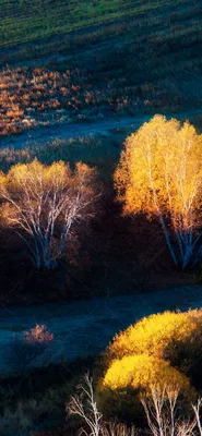 Осень, кисть, фотография на телефон…» — создано в Шедевруме