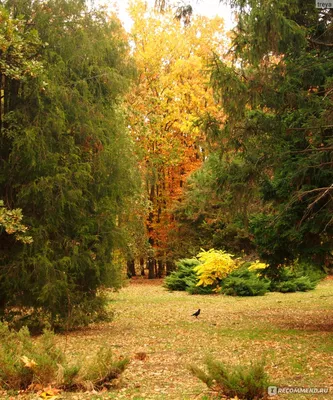 Такая прекрасная осень в Краснодаре🍂🍂. Фото: Anna Kretinina | Типичный  Краснодар | ВКонтакте