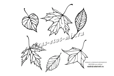 Раскраска осенние листья клена - скачать и распечатать в формате А4