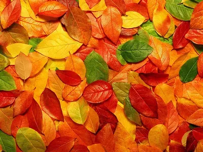 осень. листья. | Fall wallpaper, Iphone wallpaper fall, Wallpaper  backgrounds