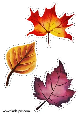 шаблоны осенних листьев для вырезания из бумаги A4 | Leaf template, Fall  leaf template, Fall crafts