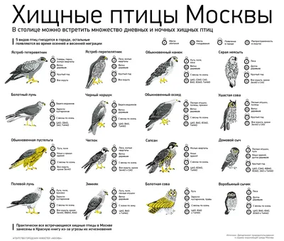 Осенние перелетные птицы - 53 фото