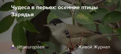 Осенние картинки. Сойка. #wildnatur #naturfotos #birds #birdwatching  #birdselite #птицы #birdofinstagram #nats_about_birds #birds_adore… |  Instagram