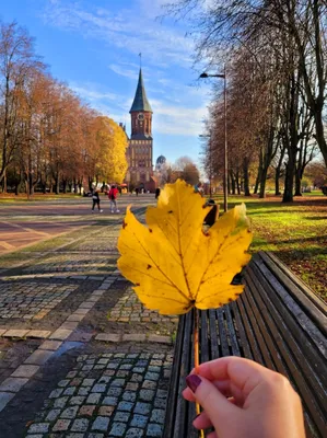 ОДНОФОТО • Осенний дедушка Хомлин 🍁... - Калининград Лайф | Facebook