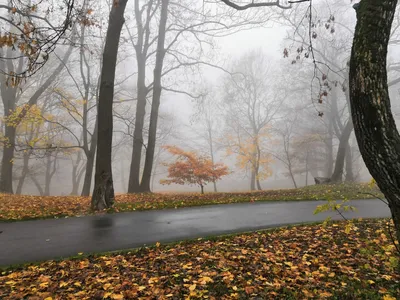 Осень в Калининграде стоковое изображение. изображение насчитывающей сезон  - 86640583