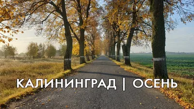 Куда сходить осенью в Калининграде?