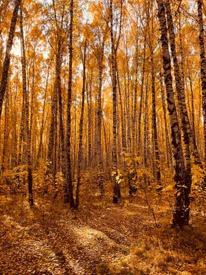 Фотофакт. Осенний лес из евфратских тополей в китайской провинции Ганьсу