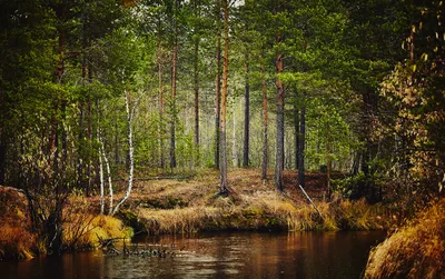 VVV.RU | Фотографии | Лес | Осенний лес
