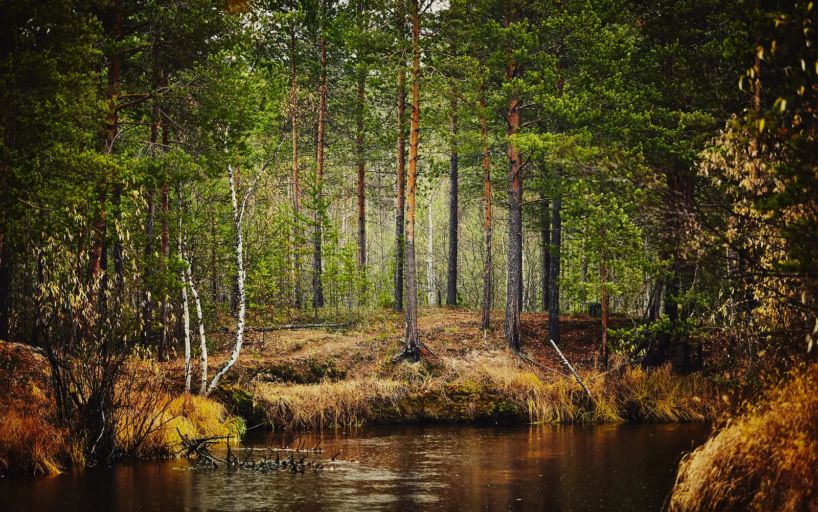 VVV.RU | Фотографии | Лес | Осенний лес VVV.RU | Фотографии | Лес | Осенний лес