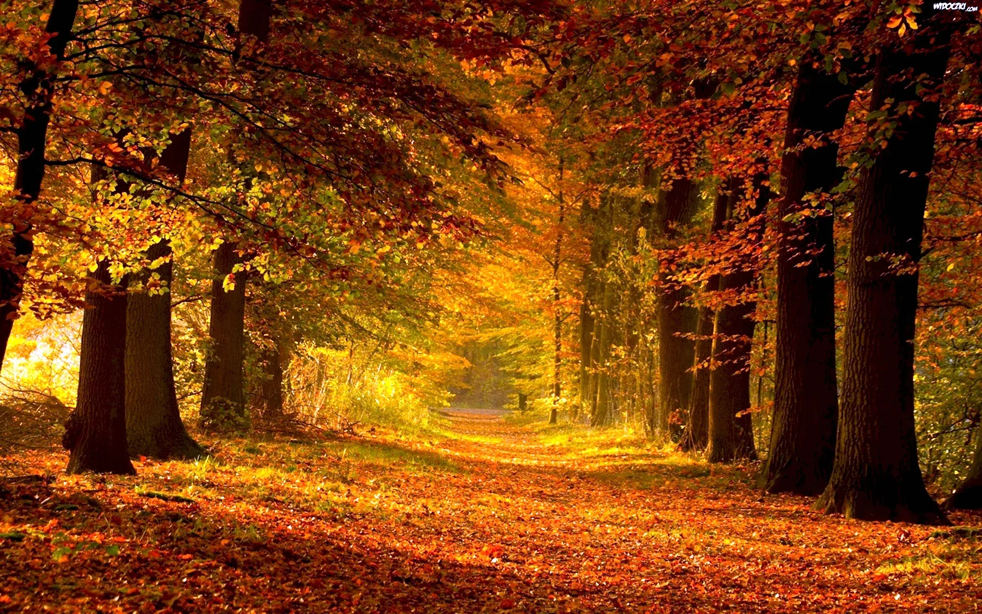 Красивые места по всему миру - Осенний лес 🍂🍁🍂 #nature #forest #beauty #red | Facebook Красивые места по всему миру - Осенний лес 🍂🍁🍂 #nature #forest #beauty #red | Facebook