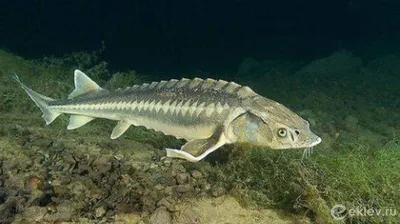 All kinds of sturgeon and their possible hybrids - YouTube