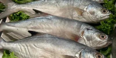 Осетровые породы рыбы в Ростовской области на грани вымирания