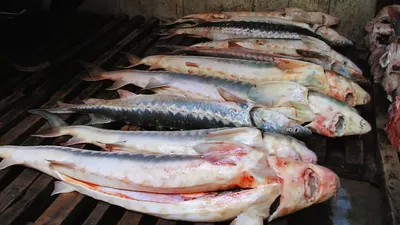 Полицейские обнаружили в автомобиле жителя Мангистау 79 килограммов рыбы  осетровых пород