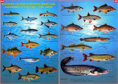 В Таганрогском заливе пограничники нашли в сетях браконьеров 26  краснокнижных рыб - Газета \"Земля\"