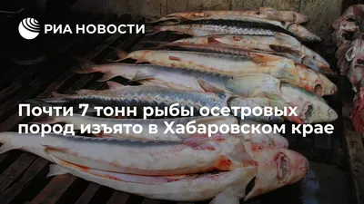 Рыба осетровых пород в Ейске - №899301 - dbo.ru