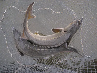 700 килограмм рыбы осетровых пород изъяли у жителя области