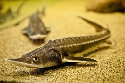 Царскую рыбу для жителей Бурятии начал выращивать в аквакультуре  амбициозный фермер — АгроXXI