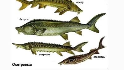 Осетровые Московской области - Росрыболовство