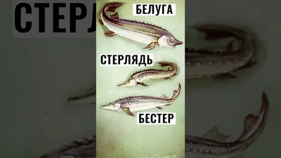 Семейство Осетровые (Acipenseridae) | это... Что такое Семейство Осетровые  (Acipenseridae)?