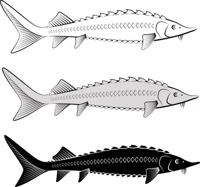 Осетр живой, 3-3,5 кг, цельная рыба