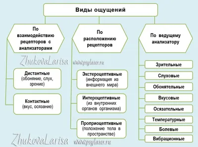 Познавательные процессы: ощущение и восприятие | Psylaser - психология для  всех | Дзен