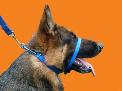 Ошейник Canny Collar- сдерживающий тянущую собаку, размер 7 (53CM - 58CM) ,  цвет синий
