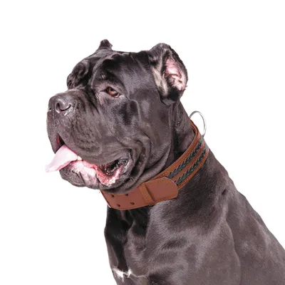 Купить кожаную амуницию CoLLaR для собак оптом от производителя | COLLAR  Company