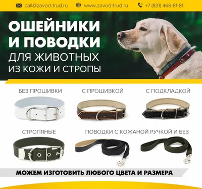 Ошейник для собак Zoozavr Собачки XL купить по цене 358 ₽ с доставкой в  Москве и России, отзывы, фото