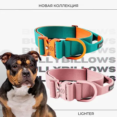 Как выбрать поводок для собак? - sabdog.shop