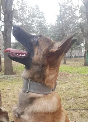 Ошейник для собаки ТМ HIDOG \"Вишиванка\"