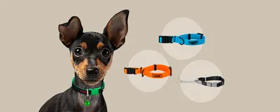Скрытый короткий поводок для собак Ruffwear® Quick Draw™ Leash позволяет  оставлять поводок непосредственно на собаке в виде свободного ошейника.