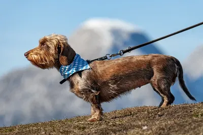 Ошейники для собак 🅽🅴🅾🅷🆄🅽🅳 (@neohund_collars) • Instagram photos and  videos