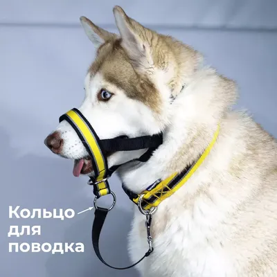 Ошейники для собак и их виды. Как выбрать ошейник? - sabdog.shop