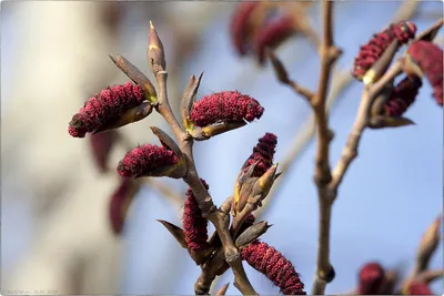 File:Populus tremula Осина осенью Листья красные.jpg - Wikimedia Commons