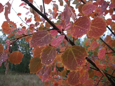 Tremula Populus, дерево осины, европейская осина или дерево дрожа осины  Стоковое Фото - изображение насчитывающей сезон, красно: 135472452