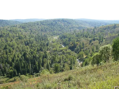 Осиновое плесо Новокузнецк фото фотографии