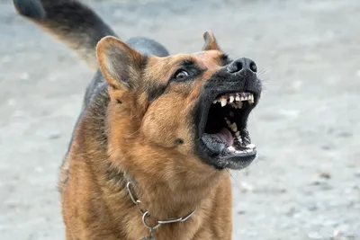 Собака, оскал in 2023 | Dog teeth, Scary dogs, I love dogs