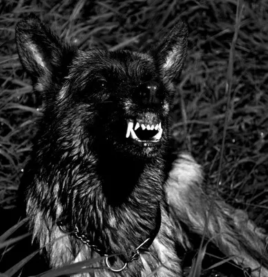 Оскал волка. http://wolfdog.live | Собаки, Волк, Живность