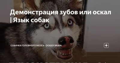 Бешеная собака,собака демон , оскал…» — создано в Шедевруме