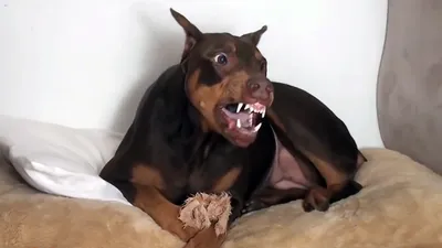 Купить намордник для собак Doggy Style \"Оборотень Белый Оскал\", р-р 6,  обхват морды 31 см, Россия, цены на Мегамаркет | Артикул: 100023598896