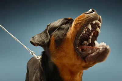 Демонстрация зубов или оскал | Язык собак | Собачка головного мозга - Doggy  Brain | Дзен