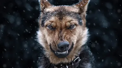Скачать обои собака, оскал, ротвейлер, dog, grin разрешение 1920x1080  #123696