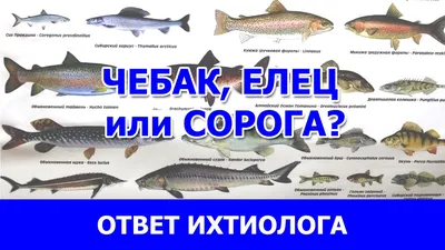 В Самарской области браконьер наловил рыбы на 100 тысяч рублей – Новости  Самары и Самарской области – ГТРК Самара