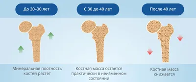 Микробиом кишечника и остеопороз