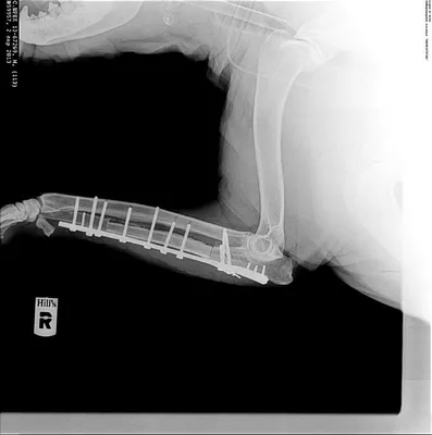 Переломы плеча у собак и кошек в Воронеже: лечение, цены | Ветеринарная  клиника \"Добрый Доктор\" +7 (473) 296-36-59