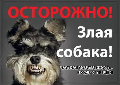 Табличка \"Осторожно Злая Собака купить в Москве цена 300 Р на DIRECTLOT.RU  - Предметы благоустройства продам