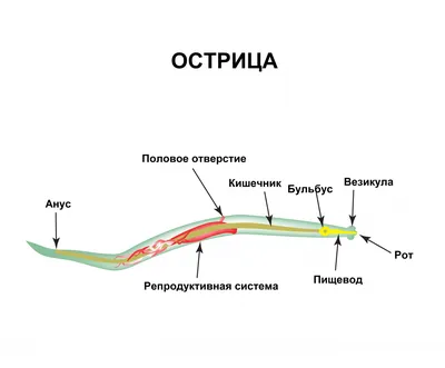 Энтеробиоз у детей: причины, симптомы и лечение | Азбука Здоровья - Азбука  здоровья