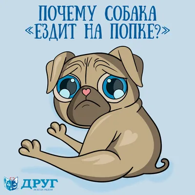 Почему собака «ездит на попе»? - Ветеринарная клиника \"Друг\"